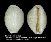 Trivirostra tryphaenae